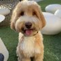 Pet 2 Go & Mobile Grooming