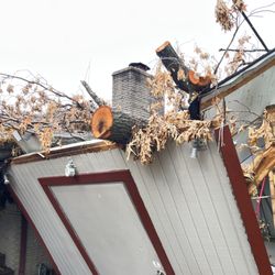 Loard Phillips Tree Service & Removal