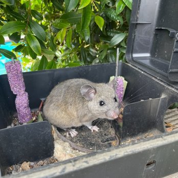 Enviro-Tech Pest Control - A rat feeding off our bait... - Pest Control Near Me Enviro-Tech Pest Control - A rat feeding off our bait... - Pest Control Near Me