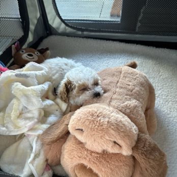 Valencia Poodles - Puppy - Pet Breeders Near Me - Sacramento, California Valencia Poodles - Puppy - Pet Breeders Near Me - Sacramento, California