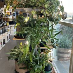 Golden Valley Hydroponics - House plants for sale