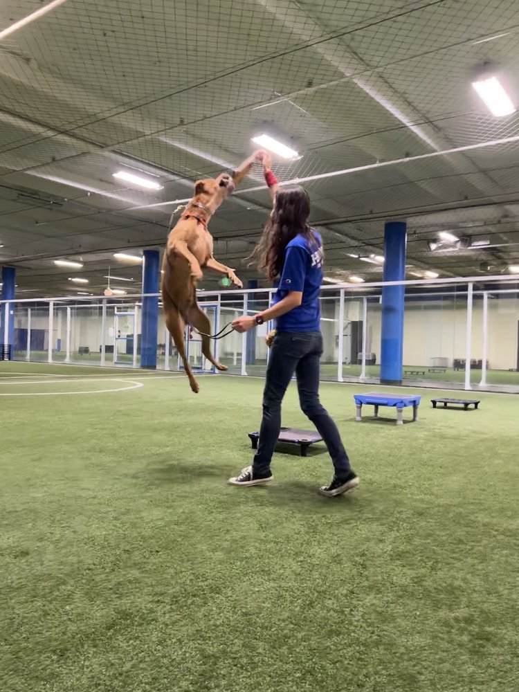K-9 Culture