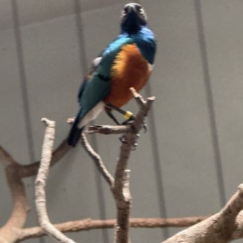Saint Louis Zoo - Zoos Near Me - St Louis, Missouri