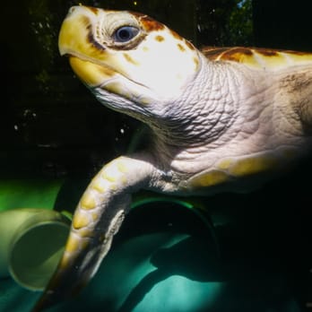 John D. MacArthur Beach State Park - Loggerhead on display - Parks Near Me - Palm Beach, Florida