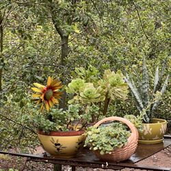 Cocinando Con Maria Tavares - Beautiful succulents in the gardens.