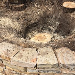 High Mountain Tree Care - All that's left of mongo cottonwood