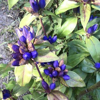 Royal Botanical Gardens - Gentian - Botanical Gardens Near Me - Burlington, Ontario Royal Botanical Gardens - Gentian - Botanical Gardens Near Me - Burlington, Ontario