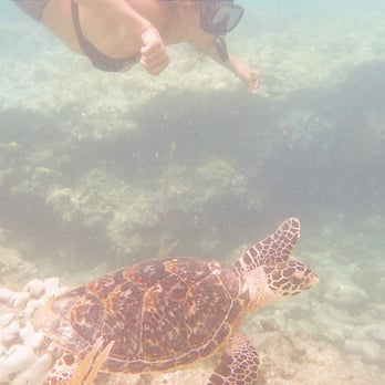 Adventurous Spirit Tours - We'll help you discover Key West's marine life. - Boat Charters Near Me - Key West, Florida Adventurous Spirit Tours - We'll help you discover Key West's marine life. - Boat Charters Near Me - Key West, Florida