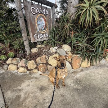 Camp Canine - Pet Groomers Near Me - Santa Barbara, California