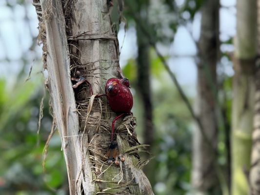 Muttart Conservatory by null