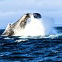 Hoonah Travel Adventures