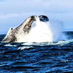 Hoonah Travel Adventures