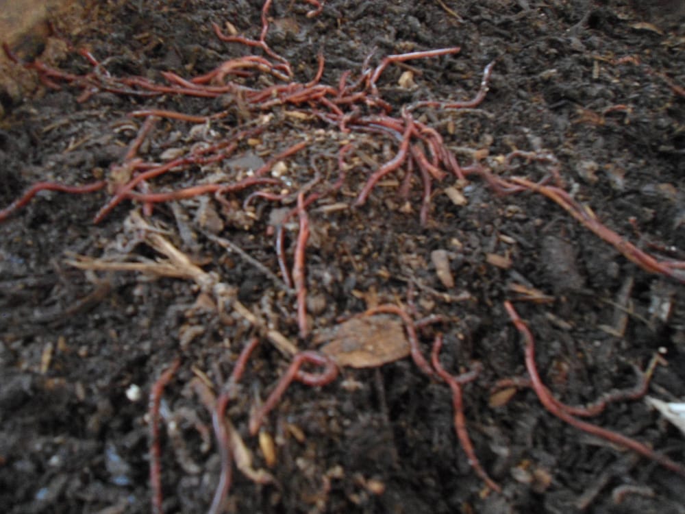 WHERE TO FIND WORMS Updated September 2024 124 E 45th St, Houston, Texas Nurseries