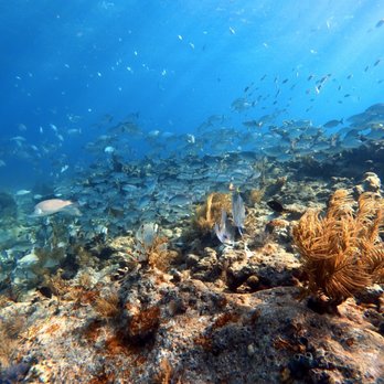 Sail Fish Scuba - Scuba Diving Near Me - Key Largo, Florida