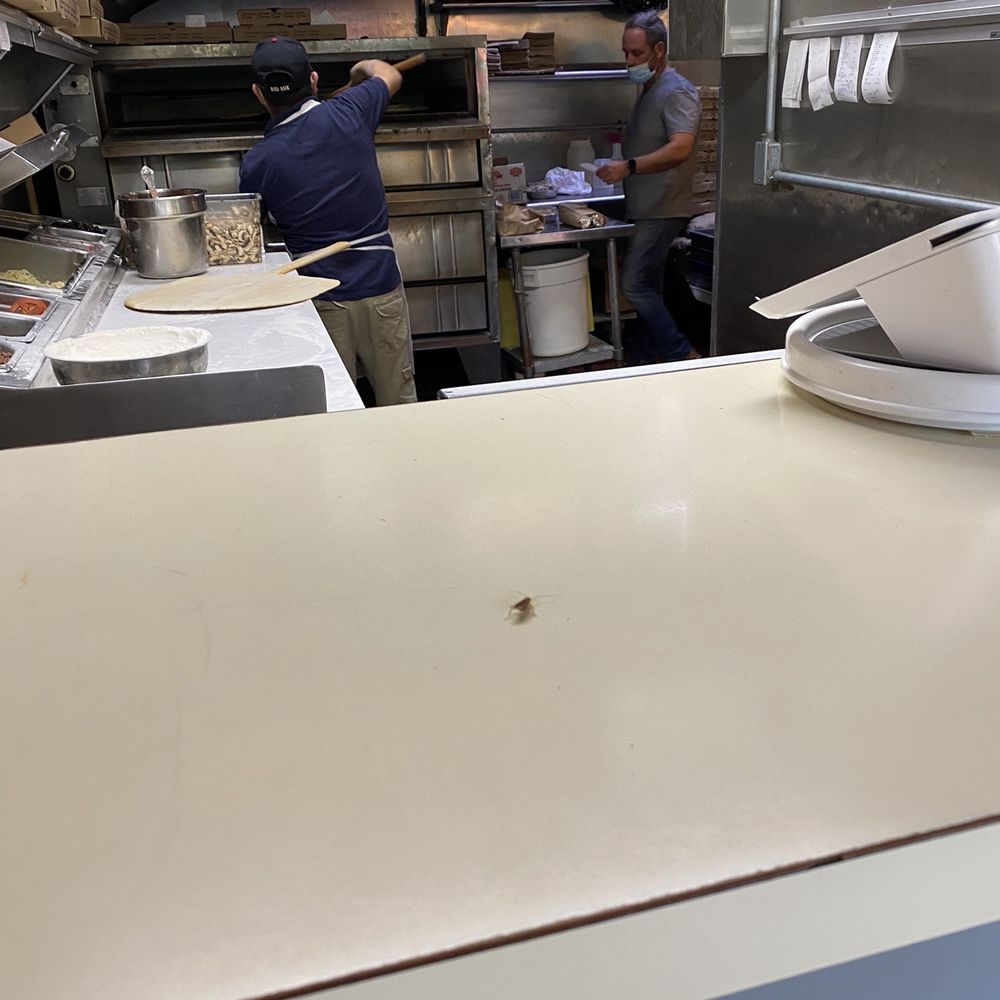 Angelina's Trattoria - Front counter and cockroach. - Pizza Near Me - Westport, Connecticut Angelina's Trattoria - Front counter and cockroach. - Pizza Near Me - Westport, Connecticut