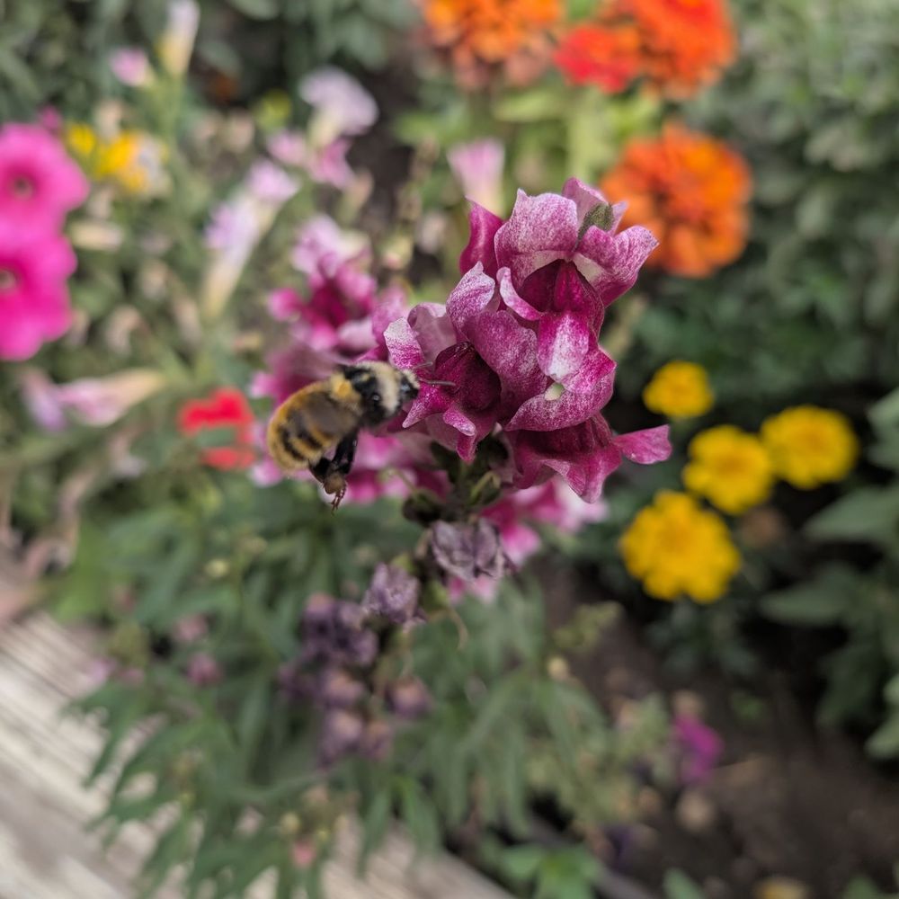 Mirror Lake Diner - Cute bumble! - Diners Near Me - Kamas, Utah Mirror Lake Diner - Cute bumble! - Diners Near Me - Kamas, Utah