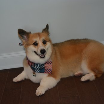 The Groomery By Petsmart - Totally Stressed Out - Pet Groomers Near Me - Denver, North Carolina