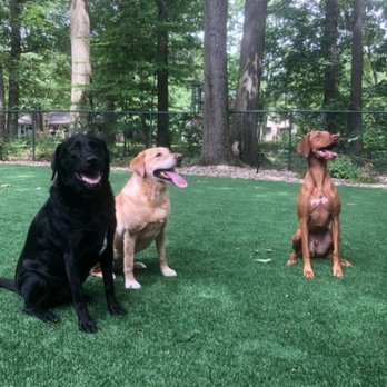 Kay's Poop Scoop - Pet Waste Removal Near Me - Las Vegas, Nevada Kay's Poop Scoop - Pet Waste Removal Near Me - Las Vegas, Nevada