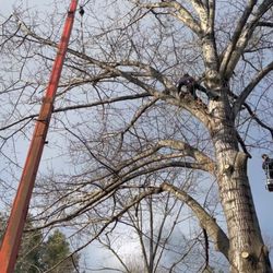 Powell's Tree Care
