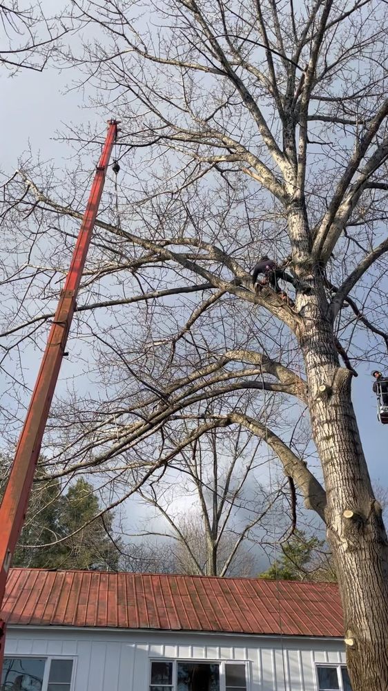 Powell's Tree Care - tree service in Earlton, NY