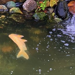 Koi fish floating on the pond surface