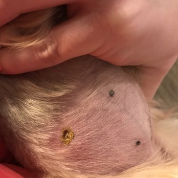 Ann's Pet Grooming - My poor baby. - Pet Groomers Near Me - Brea, California