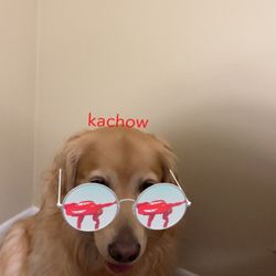 Eastview Middle School - Eastview dog