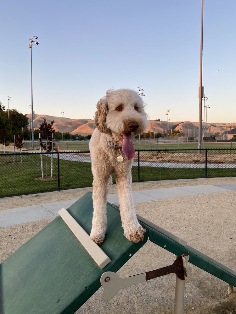 CENTRAL PARK DOG PARK 503 Photos & 234 Reviews Dog Parks 1740