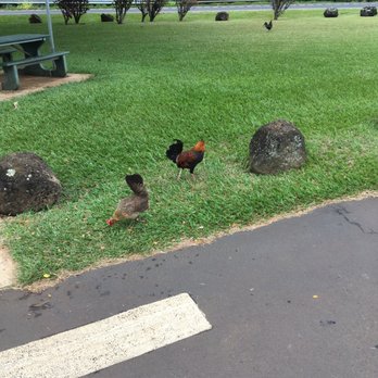 Opaeka'a Falls - Parks Near Me - Kapaa, Hawaii