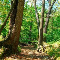 Back 40 Campground - Hiking Trail