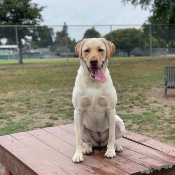 Wiggly Field Dog Park - Parks Near Me - Monroe, Washington Wiggly Field Dog Park - Parks Near Me - Monroe, Washington