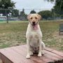 Photo of Wiggly Field Dog Park