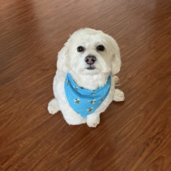 Superior Pet Grooming - Bruno - Pet Groomers Near Me - Sacramento, California