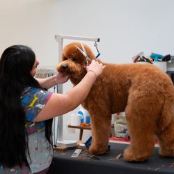 Paws Palace Gift Greeting Cards Email, Text or Print 2373