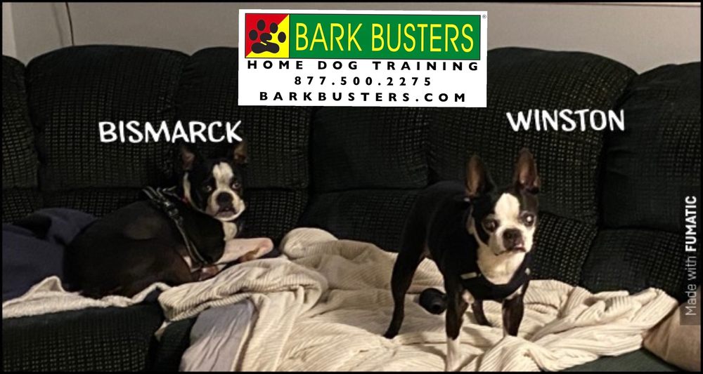 BARK BUSTERS HOME DOG TRAINING NORTHERN VIRGINIA Updated August 2024