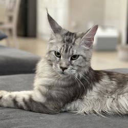 Majestic Maines