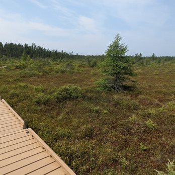Orono Bog Boardwalk - Parks Near Me - Bangor, Maine