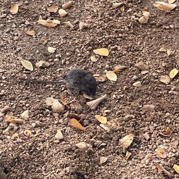 Katy Trail Ice House Outpost - Mice - Barbeque Near Me - Plano, Texas Katy Trail Ice House Outpost - Mice - Barbeque Near Me - Plano, Texas