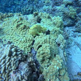 Not so common and very hard to spot Frog Fish