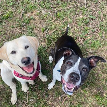 Canine Express - Dog Walkers Near Me