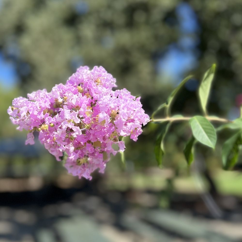 Tempo Park - Pretty bloom! - Parks Near Me - Citrus Heights, California Tempo Park - Pretty bloom! - Parks Near Me - Citrus Heights, California