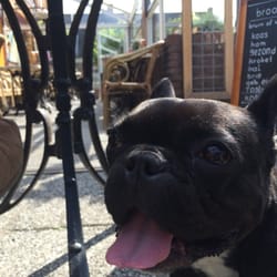 Bollie Blooper Café - Hond.
