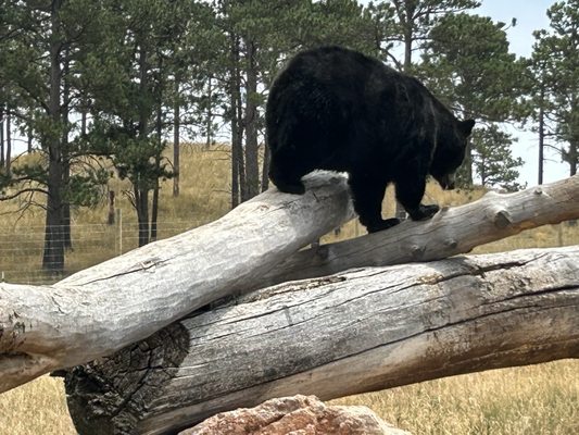 Fort Welikit Family Campground by null