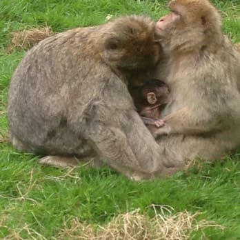 Monkey Forest Trentham - Makes using a baby as a social mediator - Zoos Near Me - Staffordshire, STS