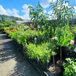 Crystalsellsplants
