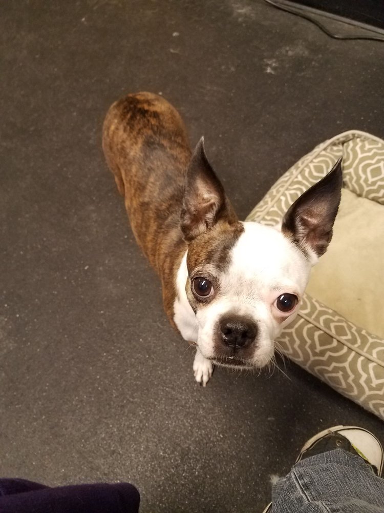 VELVET BOW PET GROOMING 42 Photos & 44 Reviews Pet Groomers 8963