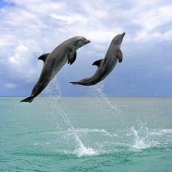 Island Court, Inc. - Dolphin tours