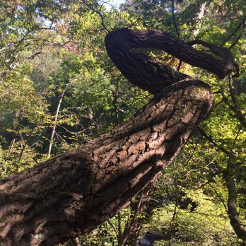 Sope Creek - Curvy tree trunk hiking up from the creek - Parks Near Me - Marietta, Georgia Sope Creek - Curvy tree trunk hiking up from the creek - Parks Near Me - Marietta, Georgia