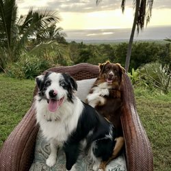 Kona Bayview Inn - Inn mascots, Kai & Koa