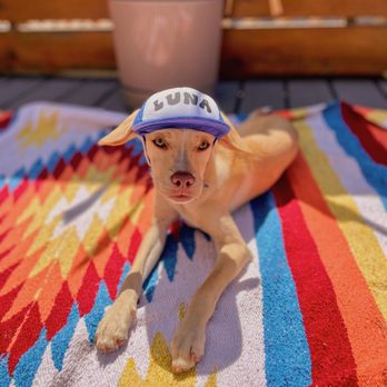 Pet Power Studio - Customized Puppy Swag! - Holistic Animal Care Near Me - Encinitas, California Pet Power Studio - Customized Puppy Swag! - Holistic Animal Care Near Me - Encinitas, California